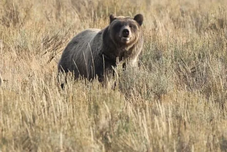 Backpacker Injured by Bear in Yellowstone Flown to Medical Facility