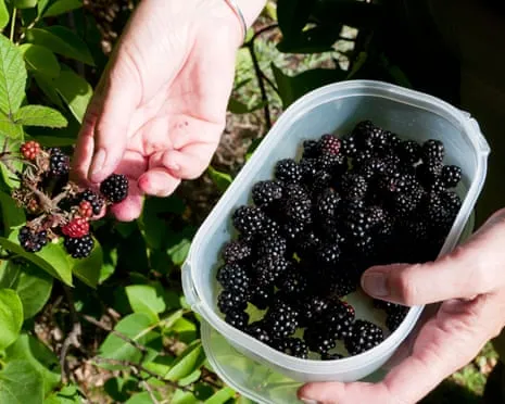 In Search Of: Tasty Bakes to Utilize a Abundance of Homemade Jam