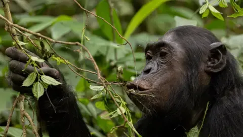 Chimpanzees Ingesting the Equivalent of a Beer Each Day from Ripe Produce, Investigation Reveals
